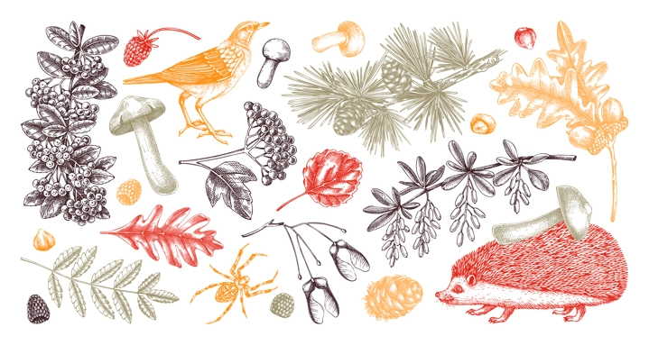 Autumn woodland vector illustrations. Wildlife sketches set in color. Hand drawn fall design elements. Fallen leaves, hedgehog, bird, berries, mushrooms vector drawings. Fall plants in vintage style